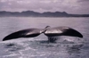whales in Walker Bay Hermanus South Africa