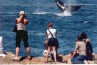 Whale watching from cliff paths in Hermanus South Africa